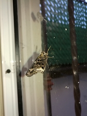 Codatractus bryaxis