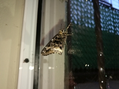 Codatractus bryaxis