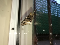 Codatractus bryaxis