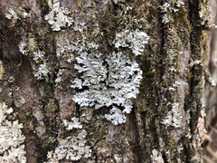 Heterodermia obscurata