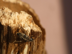 Phymatodes alni
