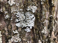 Heterodermia obscurata