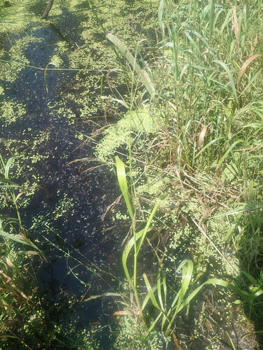 Glyceria grandis var. grandis