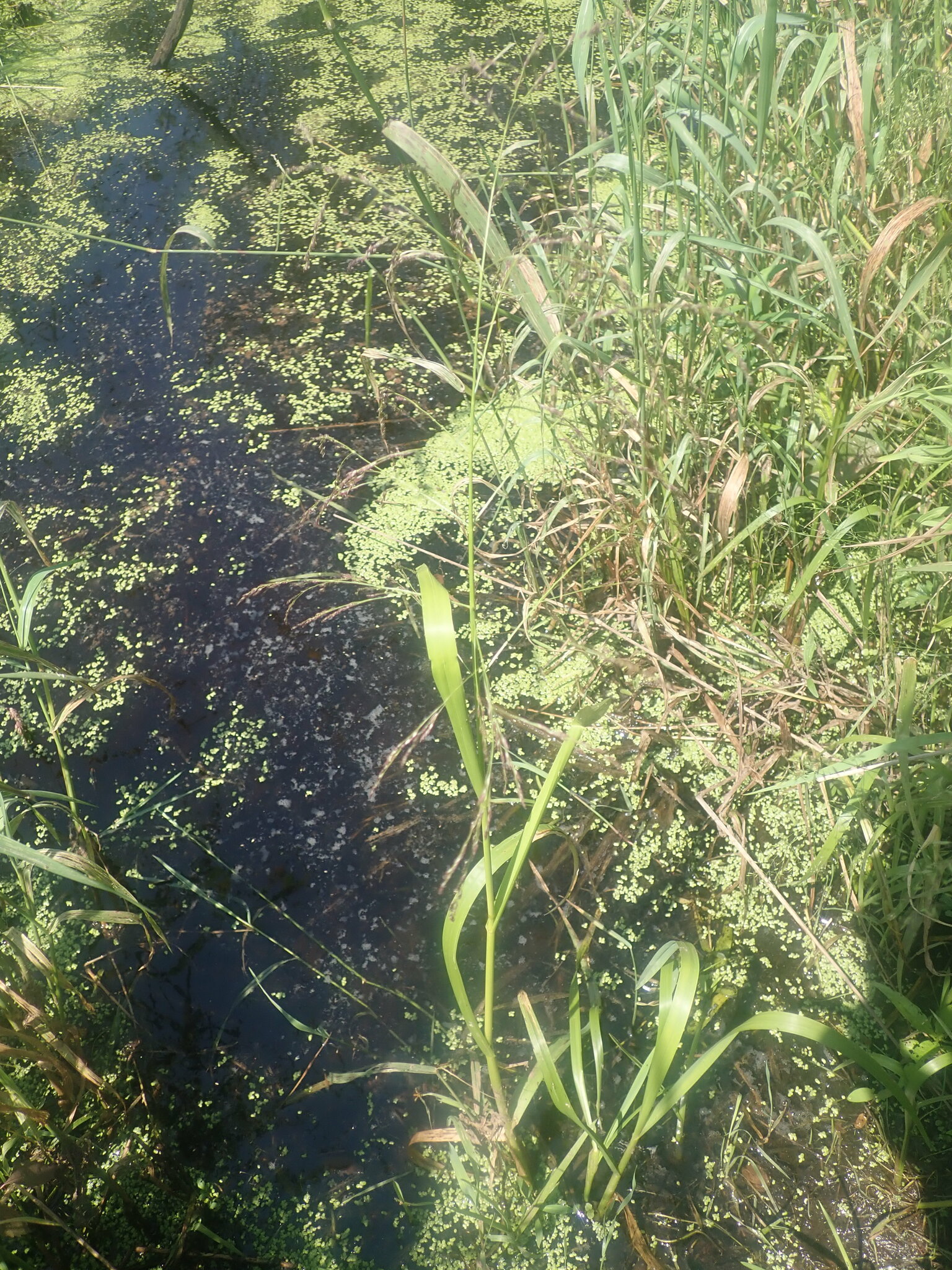 Glyceria grandis var. grandis
