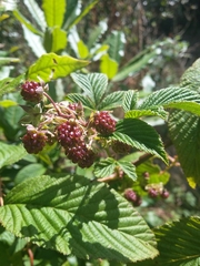 Rubus palmeri