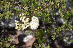 Polygonum dentoceras