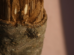 Phymatodes alni