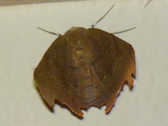 Phyllodonta latrata