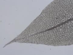 Ptychostomum weigelii