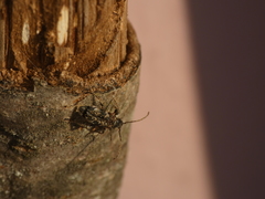 Phymatodes alni