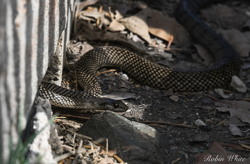 Cuban Racer, Cubophis cantherigerus