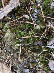 Polytrichastrum ohioense