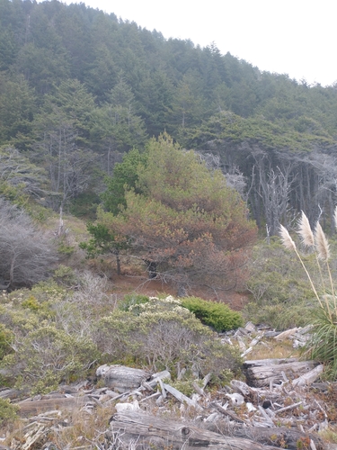 Pinus attenuradiata