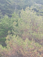 Pinus × attenuradiata, photograph author not stated, no rights reserved