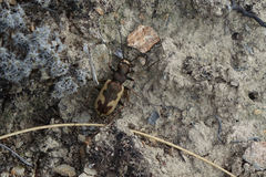 Neocicindela latecincta