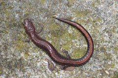 Plethodon serratus