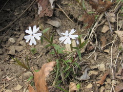 Phlox bifida