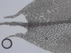 Ptychostomum weigelii