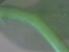 Ptychostomum weigelii