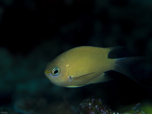 Chromis agilis observed 2020-12-14