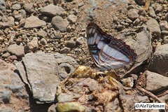 Adelpha phylaca phylaca