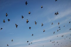 Columba livia domestica