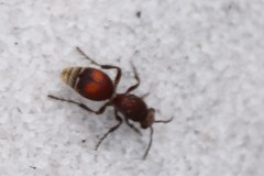 Dasymutilla archboldi