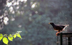 Acridotheres tristis
