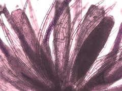 Ptychostomum torquescens