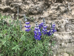 Lupinus pubescens