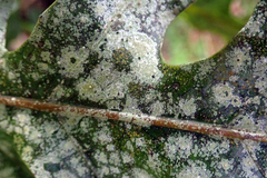 Calopadia subcoerulescens
