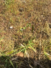 Bromus hordeaceus