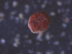 Ptychostomum torquescens