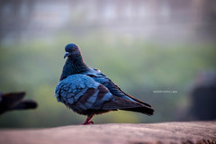 Columba livia domestica