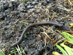 Batrachoseps gavilanensis