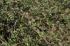 Olearia bullata
