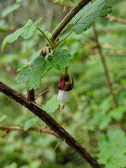 Ribes menziesii