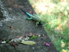 Sceloporus taeniocnemis