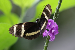 Heliconius pachinus