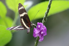 Heliconius pachinus