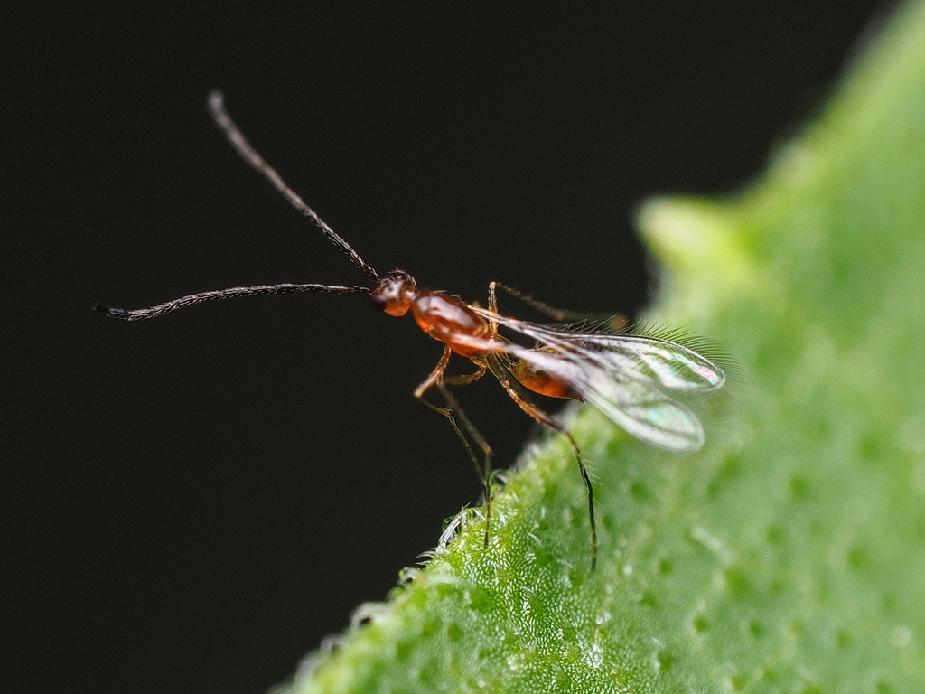 Cnecomymar