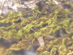 Ptychostomum weigelii