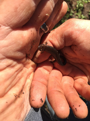 Desmognathus ocoee