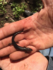 Desmognathus ocoee