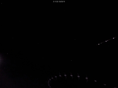 Tadarida brasiliensis