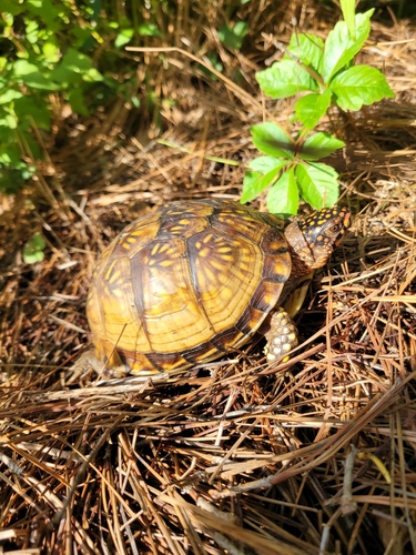 Three-toed Box Turtle, Texas, US, photo 10 of 10