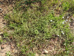 Harpagonella palmeri
