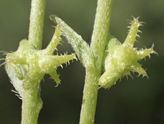 Harpagonella palmeri