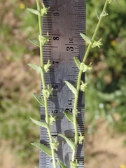 Harpagonella palmeri