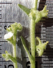Harpagonella palmeri